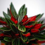 peperomia-rosso
