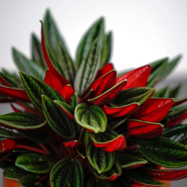 peperomia-rosso peperomia-rosso