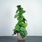 scindapsus-pictus-trebie-na-paliku