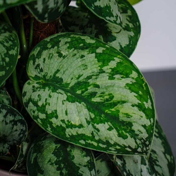 scindapsus-pictus-trebie-na-paliku scindapsus-pictus-trebie-na-paliku