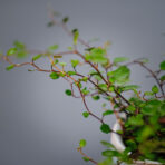 Mulenbeckia gęsta baby (muehlenbeckia complexa maori)