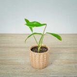 philodendron-joepii