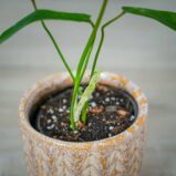 philodendron-joepii