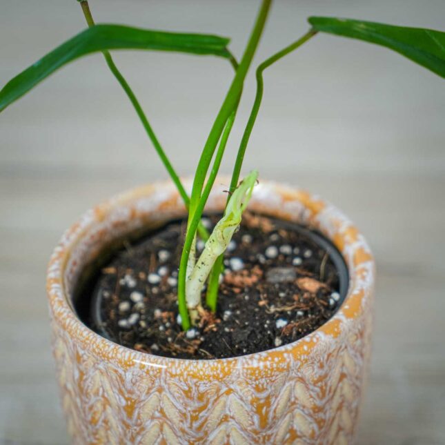 philodendron-joepii philodendron-joepii