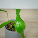 philodendron-joepii