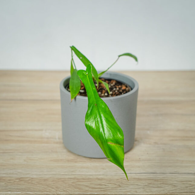 philodendron-joepii philodendron-joepii