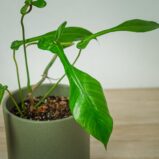 philodendron-joepii