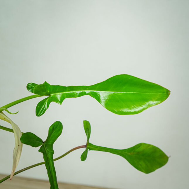 philodendron-joepii philodendron-joepii