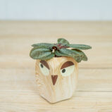 pilea-norfolk-baby