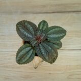 Pilea-cadierei-baby