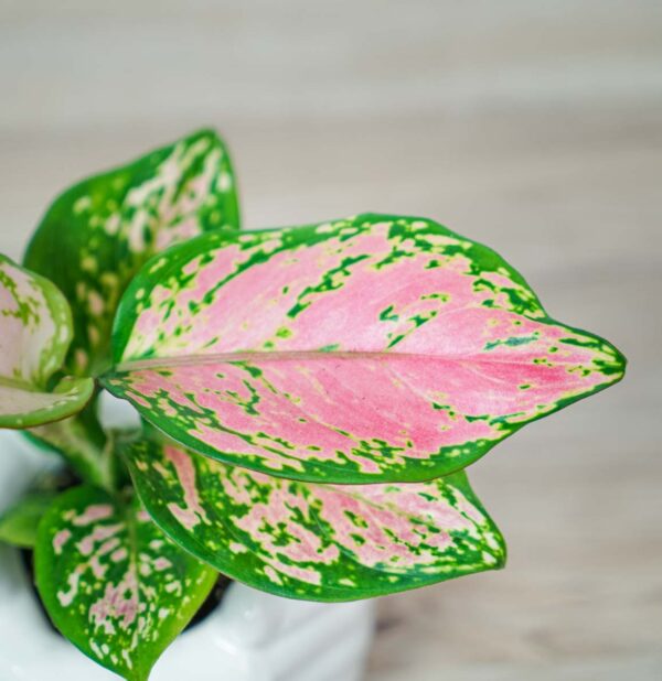 aglaonema-zircon-red-baby (2) aglaonema-zircon-red-baby