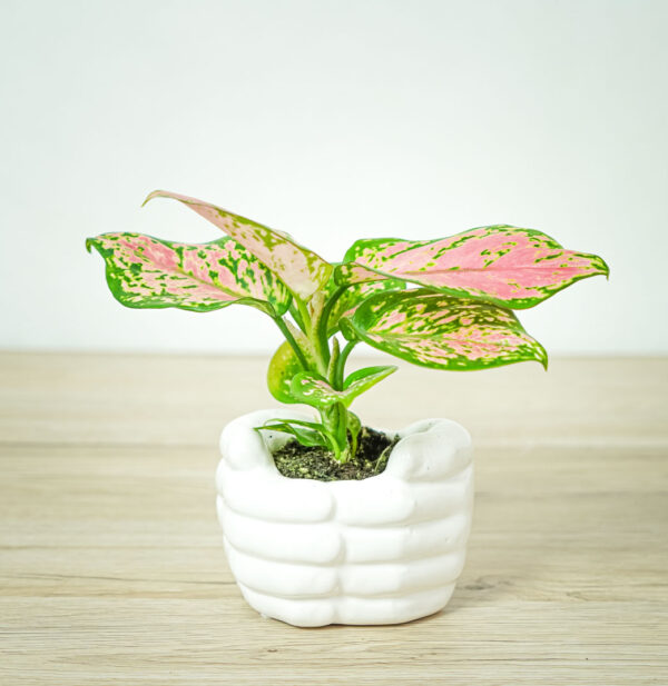 aglaonema-zircon-red-baby aglaonema-zircon-red-baby