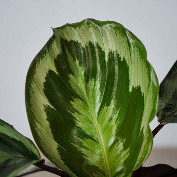 calathea-marion calathea-marion