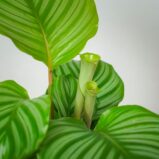 calathea-orbifolia