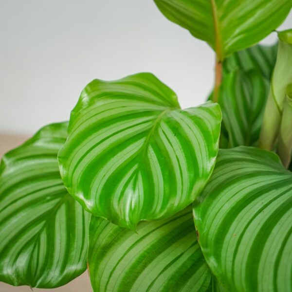 calathea-orbifolia (3) calathea-orbifolia