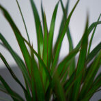 dracaena-marginata-dracena