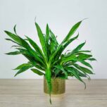 dravieria-fireflies-green