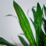 dravieria-fireflies-green
