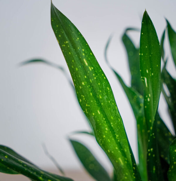 dravieria-fireflies-green (2) dravieria-fireflies-green