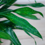 dravieria-fireflies-green