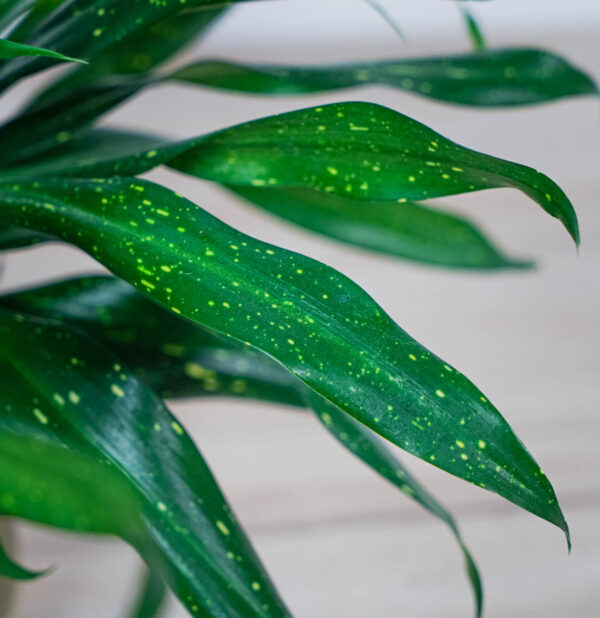 dravieria-fireflies-green (3) dravieria-fireflies-green