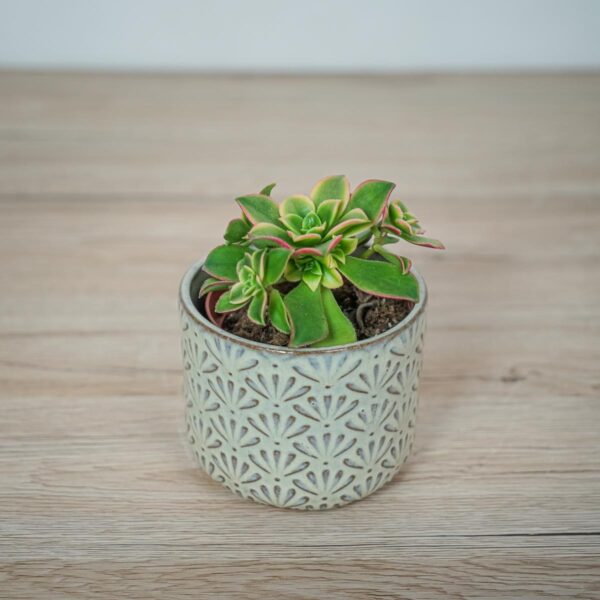 eonium-kiwi-aeonium-haworthii eonium-kiwi-aeonium-haworthii