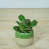 fittonia-joly-josan-baby