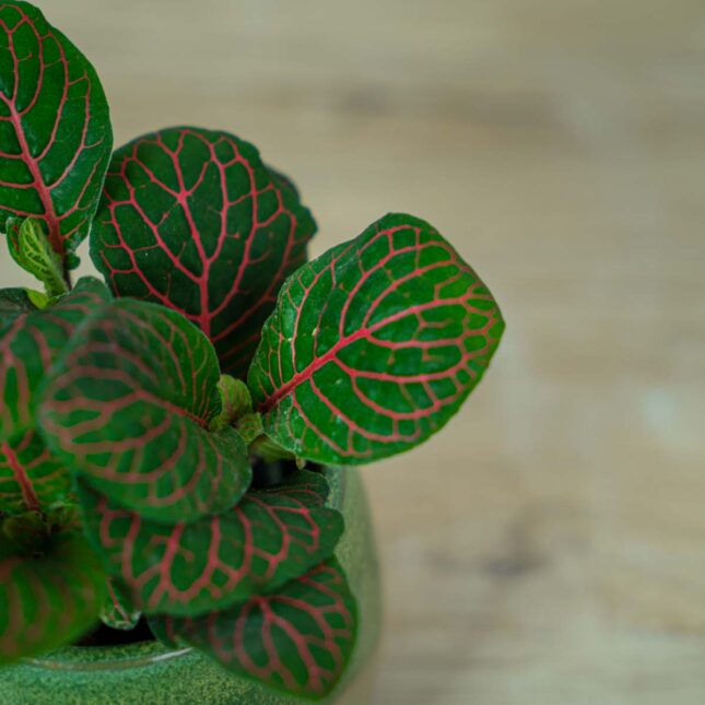 fittonia-joly-josan-baby (2) fittonia-joly-josan-baby