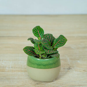 fittonia-joly-josan-baby
