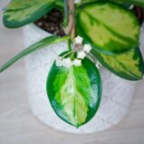 hoya-australis-lisa-na-obreczy