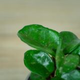 hoya-carnosa-krinkle