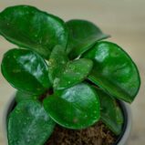 hoya-carnosa-krinkle