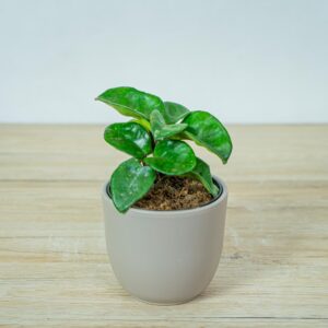 hoya-carnosa-krinkle