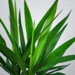 juka-yucca