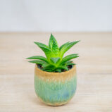 aloes-aristata-baby-aloe