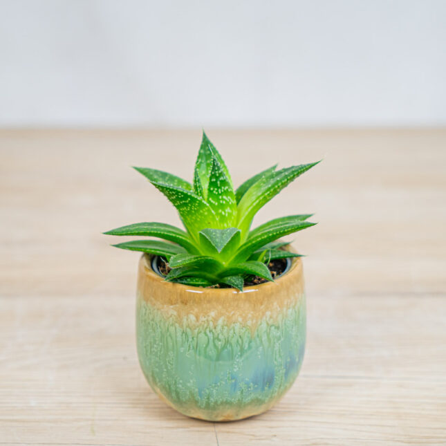 Mała Szklarnia aloes-aristata-baby-aloe