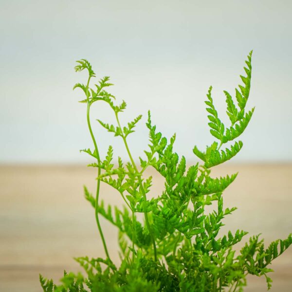 paproc-orliczka-zabkowana-pteris-straminea (2) paproc-orliczka-zabkowana-pteris-straminea