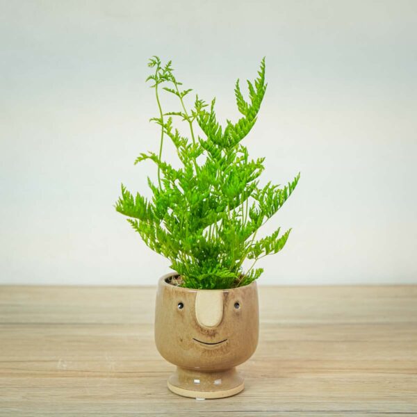 paproc-orliczka-zabkowana-pteris-straminea paproc-orliczka-zabkowana-pteris-straminea