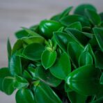 peperomia-pixie