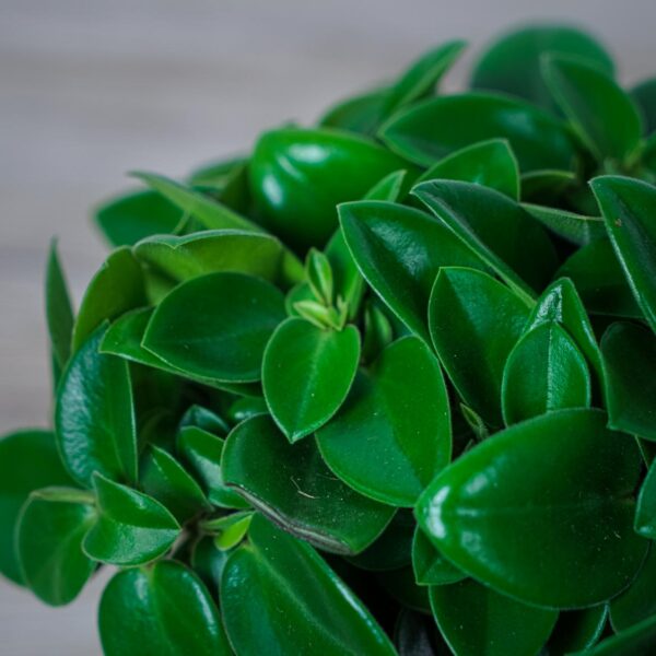 peperomia-pixie (2) peperomia-pixie