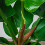 philodendron-imperial-green