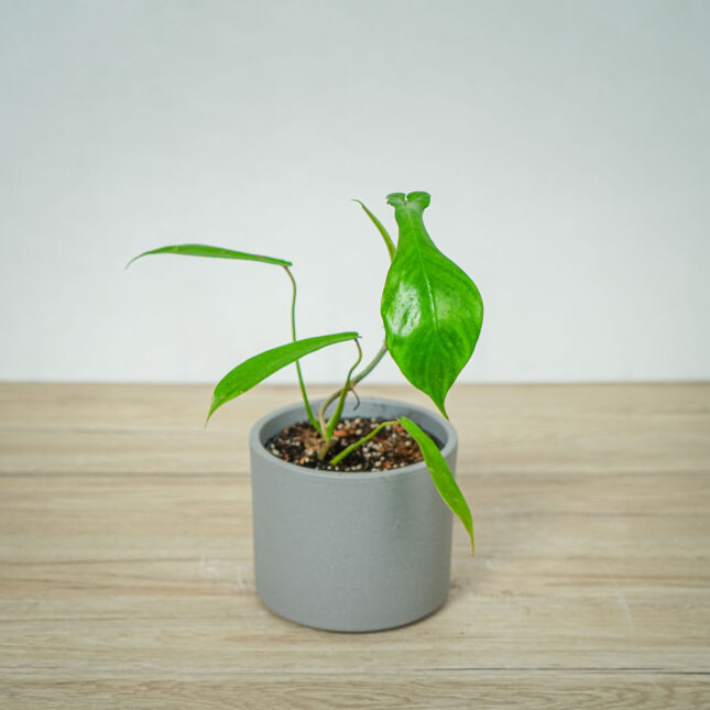 philodendron-joepii (5) philodendron-joepii