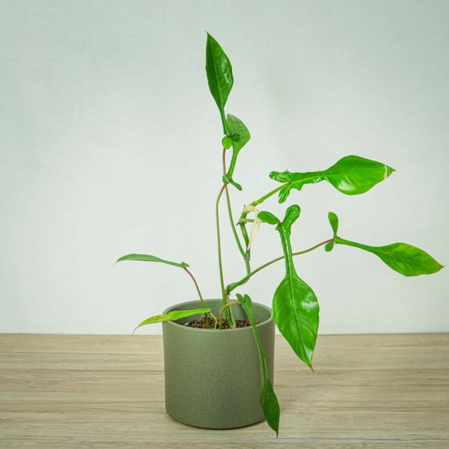 philodendron-joepii (6) philodendron-joepii