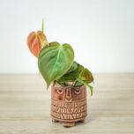 philodendron-micans