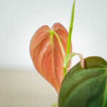 philodendron-micans