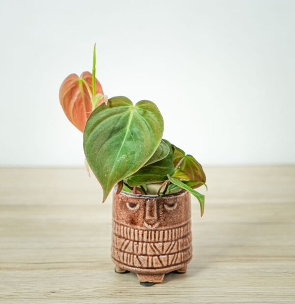 philodendron-micans philodendron-micans
