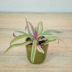 reo-meksykanskie-baby-tradescantia-sitara