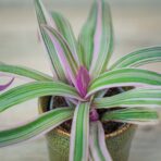 reo-meksykanskie-baby-tradescantia-sitara