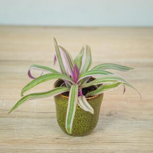 reo-meksykanskie-baby-tradescantia-sitara