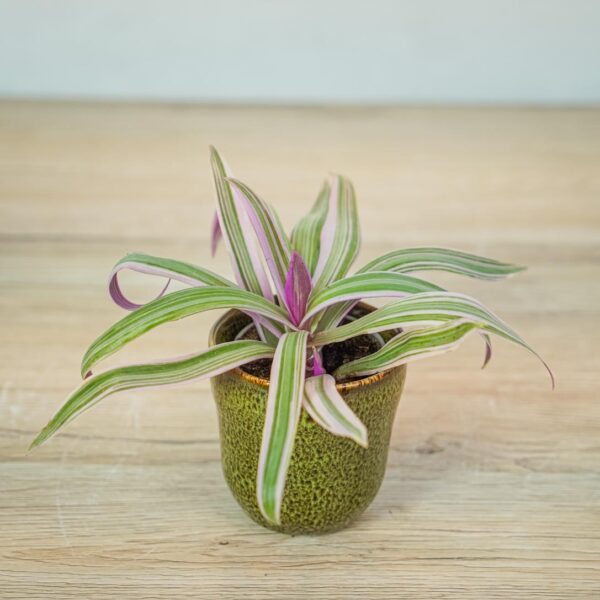 reo-meksykanskie-baby-tradescantia-sitara